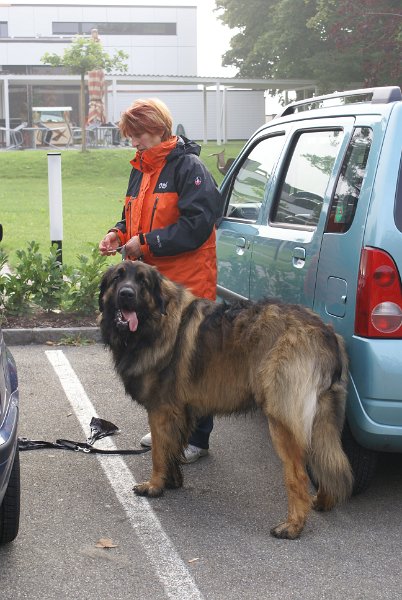 Nachzuchttreffen 08_08 015.jpg - Achilles